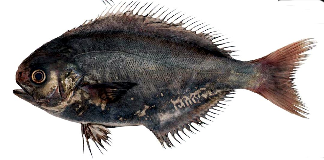 Schedophilus ovalis_04.jpg